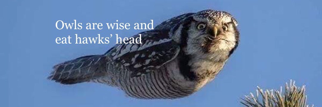 Owl of X 🦉☮️🐳 banner