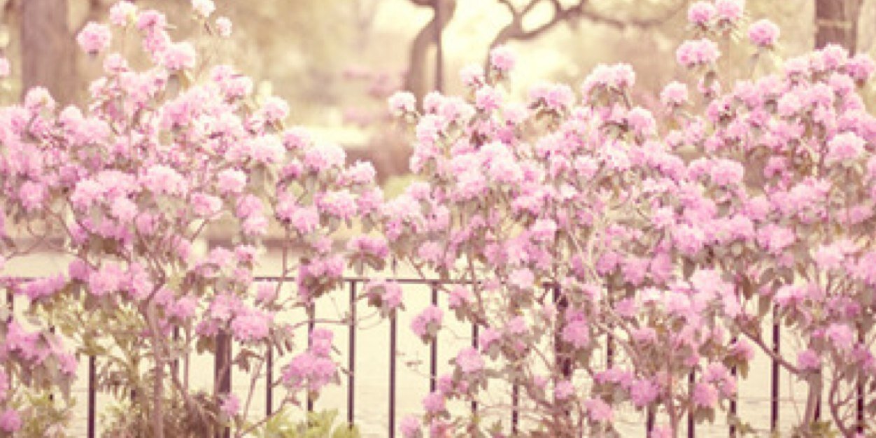 Nicole Di Martino banner