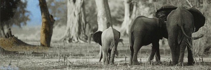 ZimbabweSafaris's profile banner image
