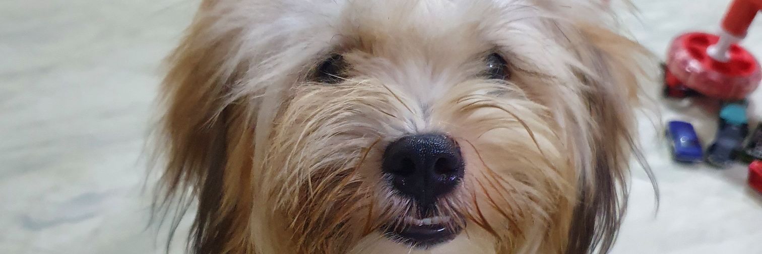 jesmartroy's profile banner image