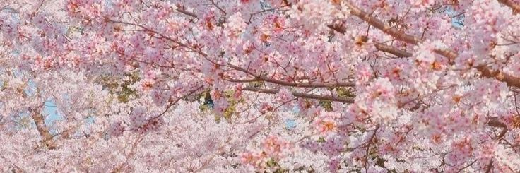 𝒄𝒊𝒂 ݁ ˖Ი𐑼⋆ banner