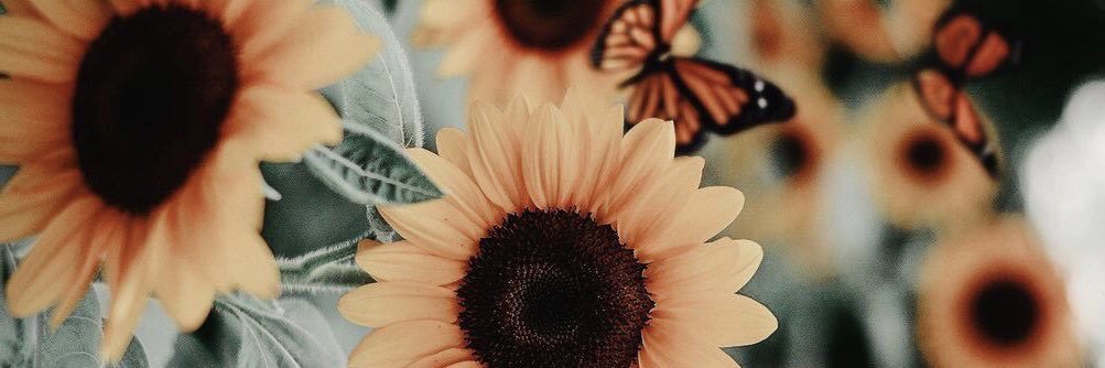 taylor 🦋 banner