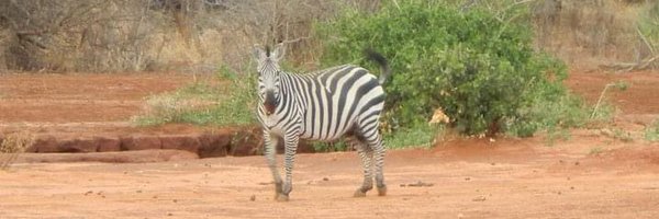 nevenadivac Profile Banner