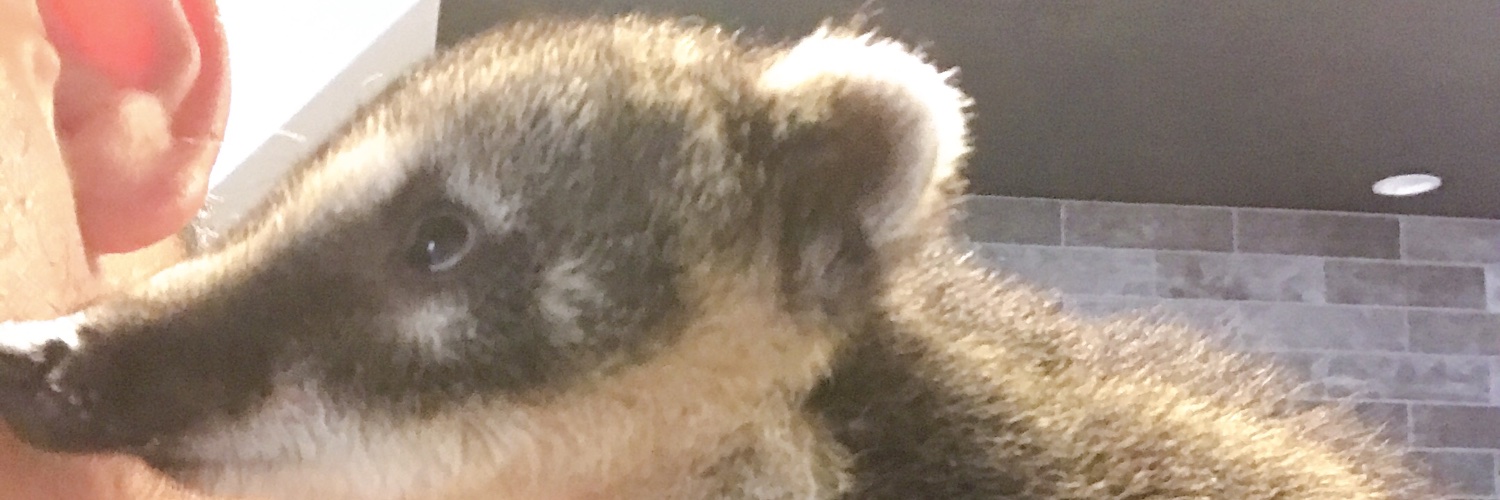 beavrs's profile banner image