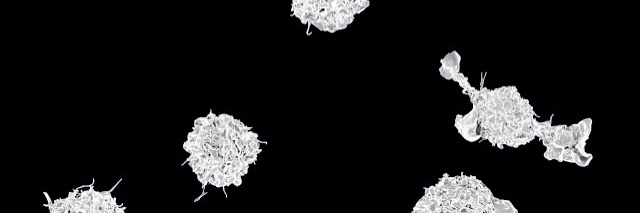 Sandra Smiley (she/her) banner