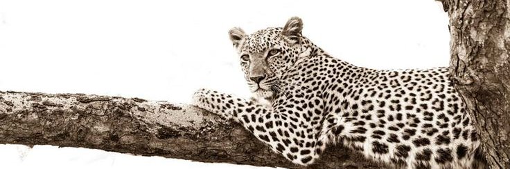 ton_elisha's profile banner image