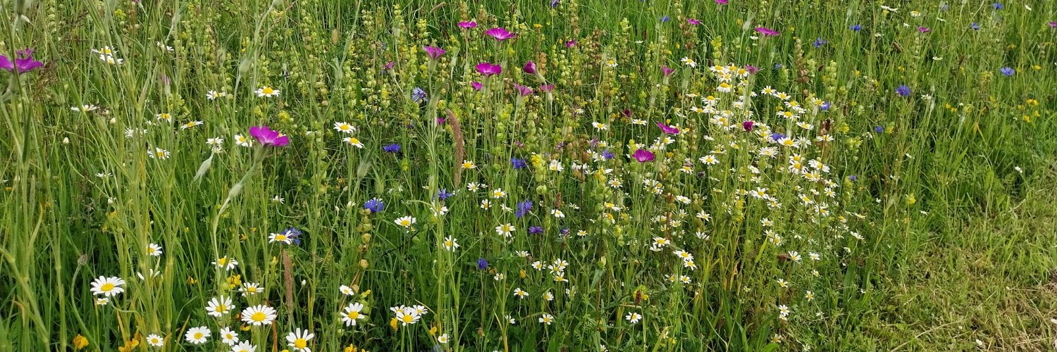 Mid Suffolk District Council banner