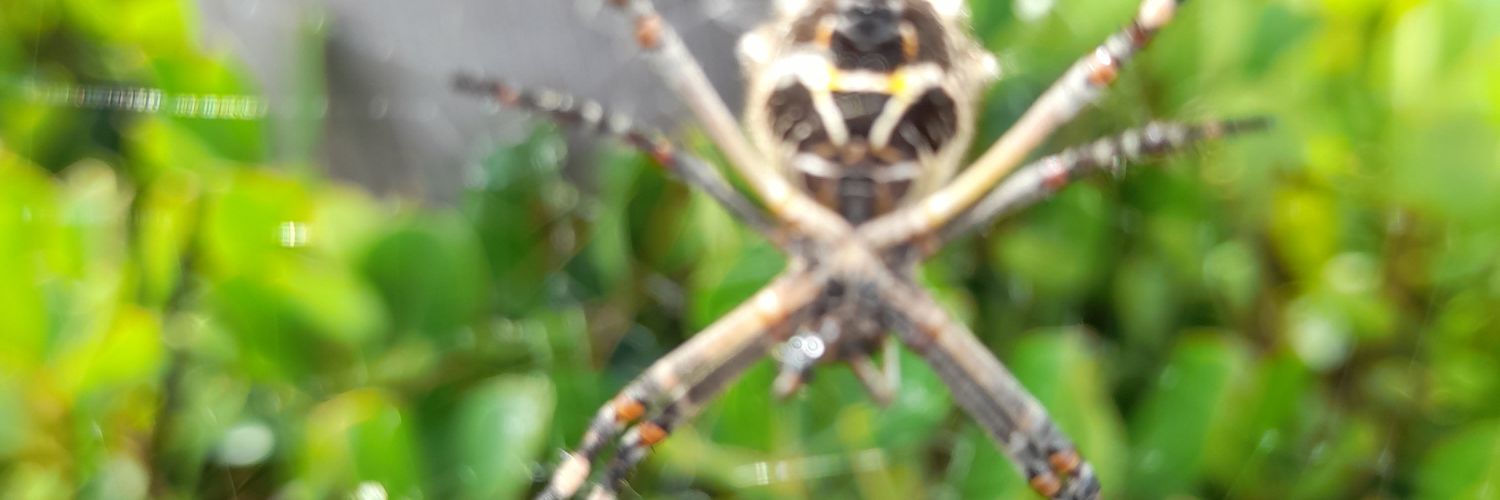 Filiberto Osorio banner