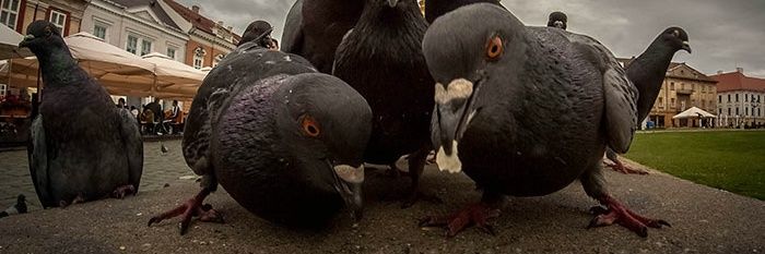 calvindodo's profile banner image