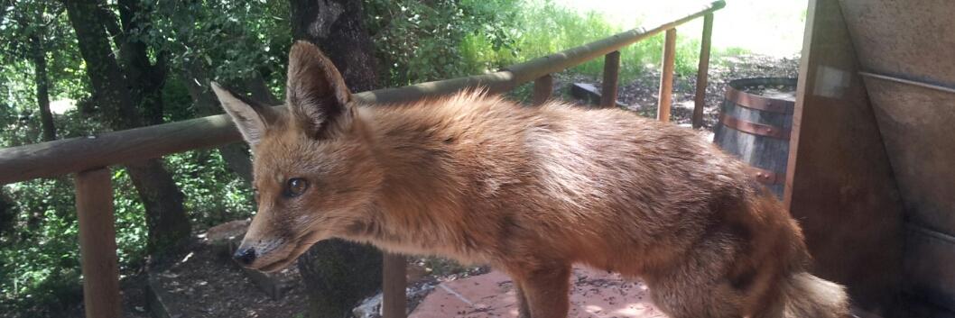 Emi SanJuan, Tabarnés® 🇪🇦 🇻🇪 🇺🇸🇦🇷🇨🇺🇮🇱 banner