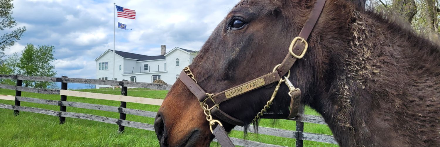 Mane Characters Equine Reserve & Retirement's banner