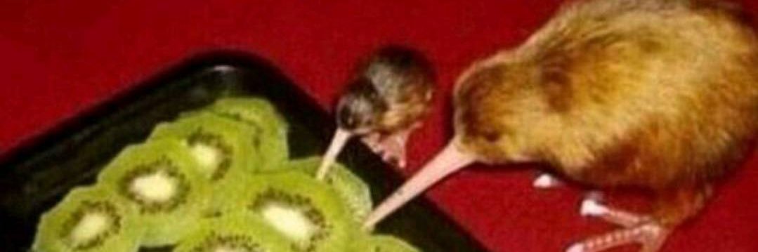 toad banner