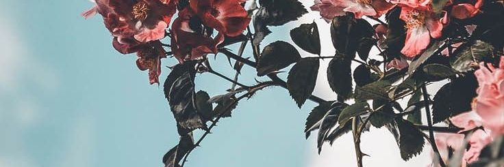 TaielSanchez's profile banner image