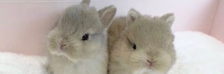 ૮ ྀིᴗ͈ . ᴗ͈ ྀིა banner