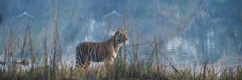 Tigersameer's profile banner image