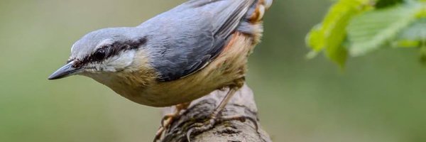 SomersetWT Profile Banner