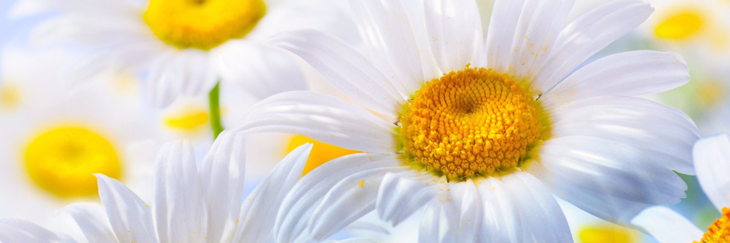 MsRafter's profile banner image