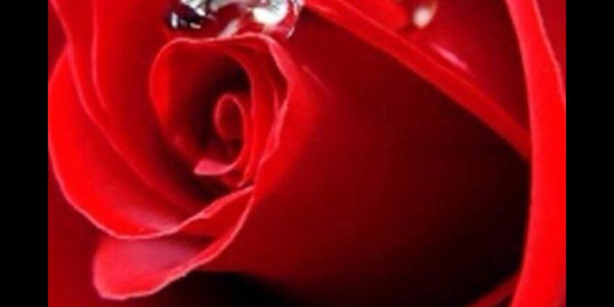 0101rose0101's profile banner image