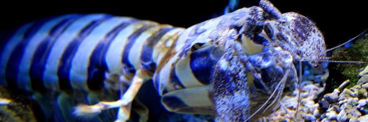 dinokerous's profile banner image