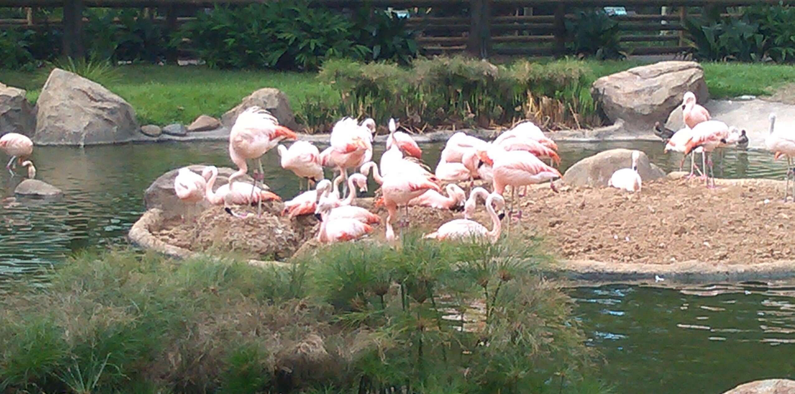 friederike graedener banner