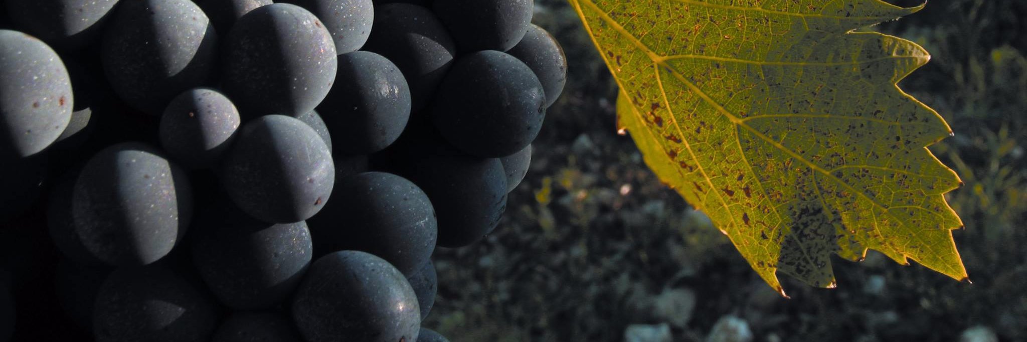 StradaVinoAR's profile banner image