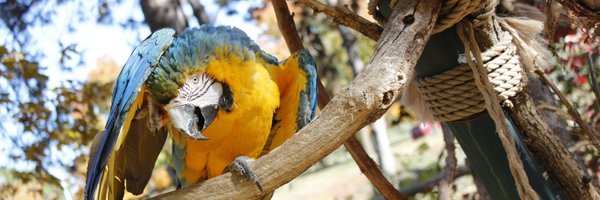 LincolnZoo Profile Banner