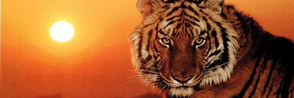 Sidarta Xangô banner