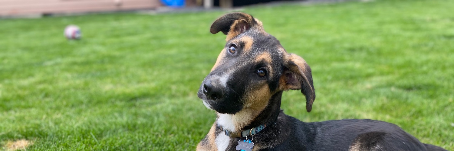 RyleeAtha's profile banner image