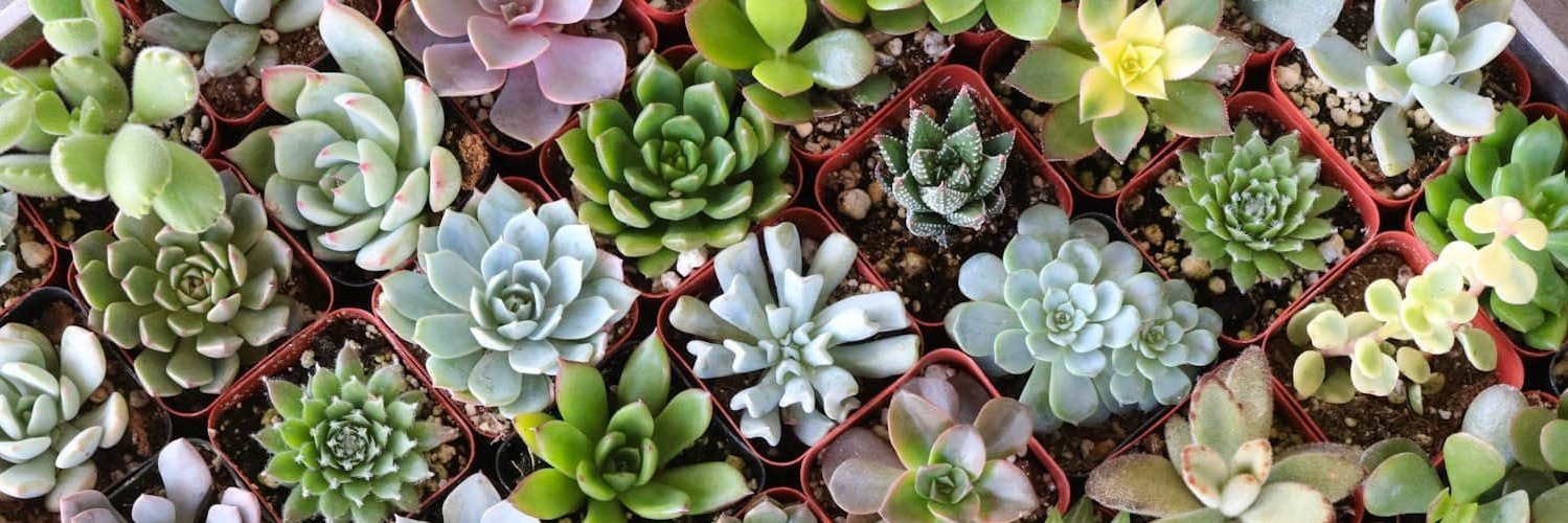 Allison Olivarez banner