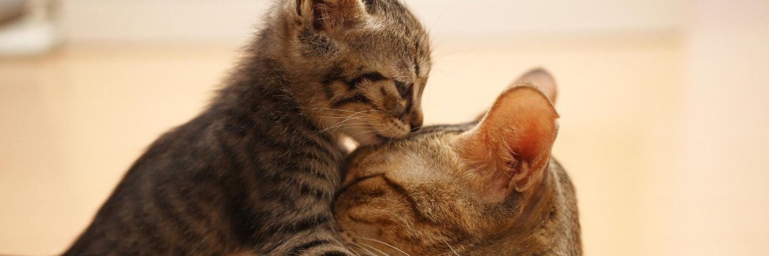 pet_casebook's profile banner image