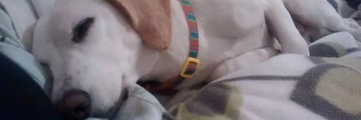 Louise Nassil banner