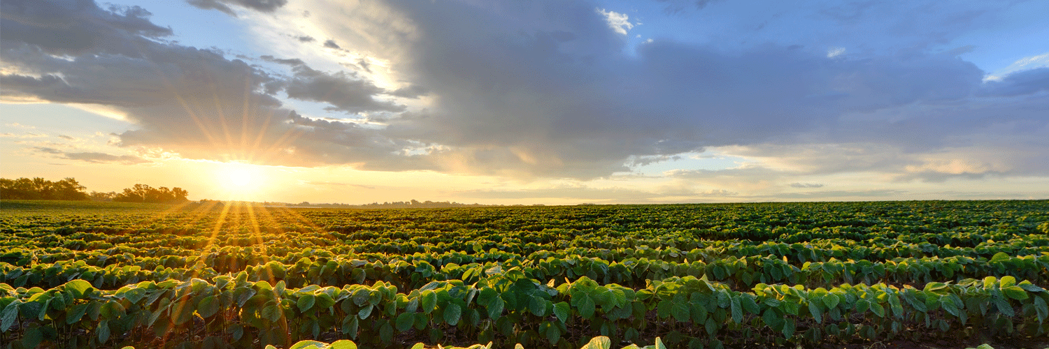 Safe Affordable Food banner