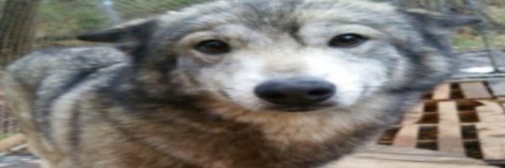 puppymonarch || c-mms 📌's banner