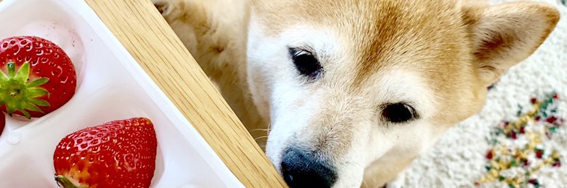 mamemuru's profile banner image