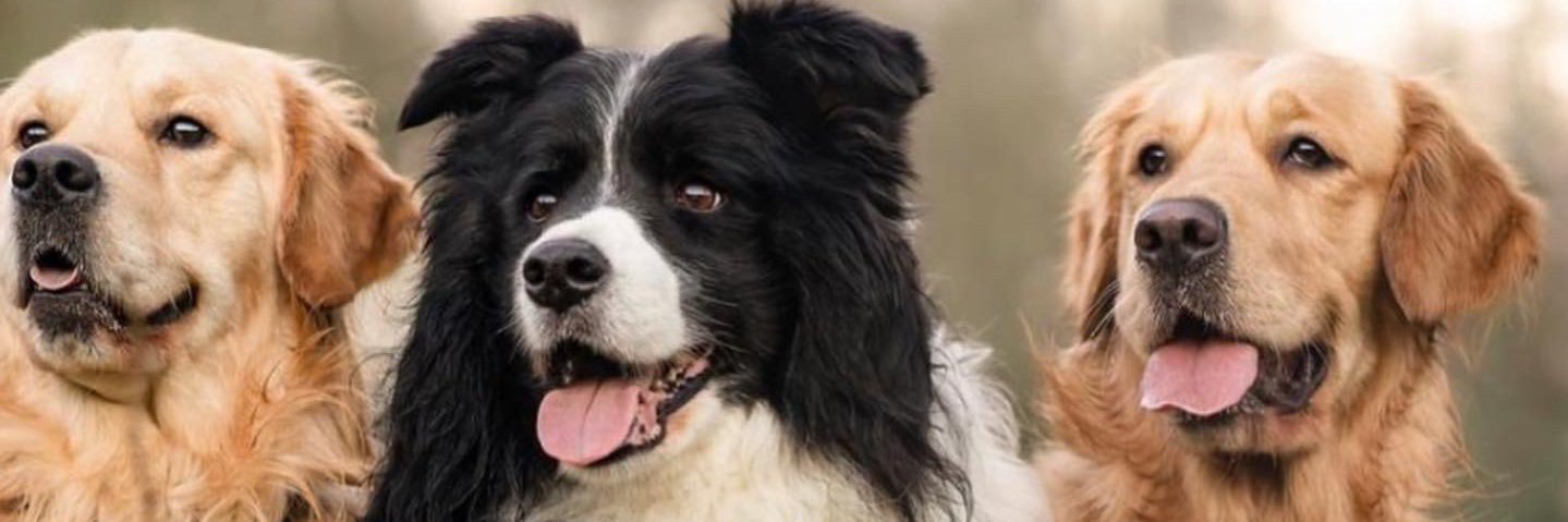 Wendy Mitchell banner