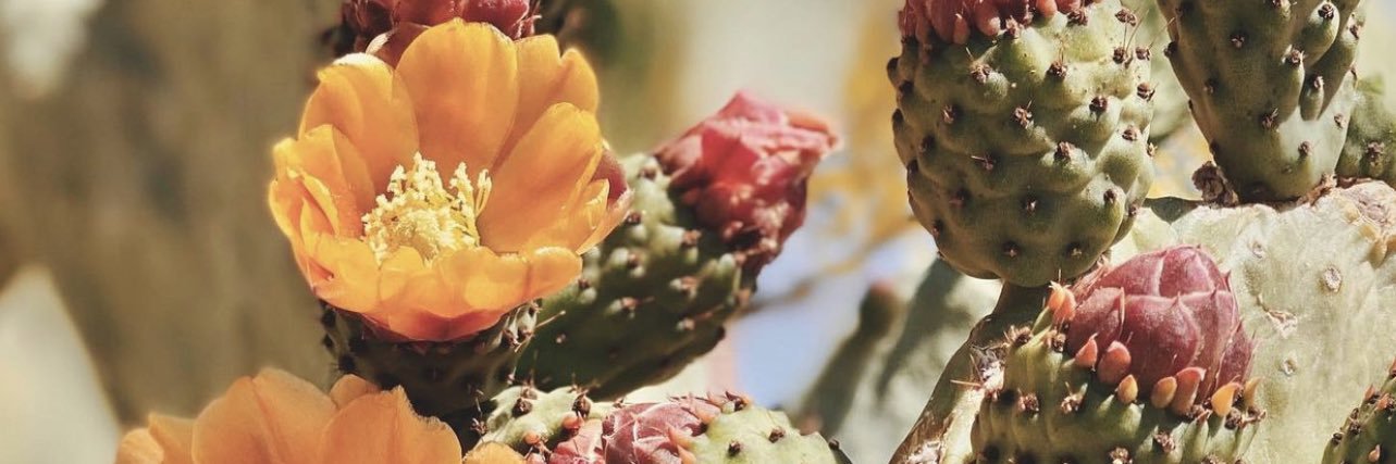 BrujaPrincessa's profile banner image