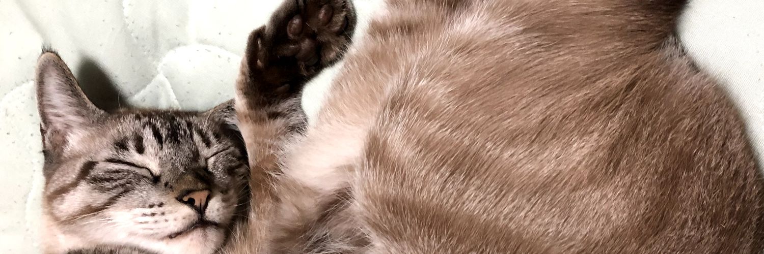 neko129's profile banner image