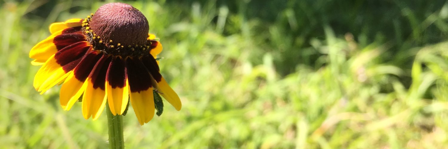 Hoetrice's profile banner image