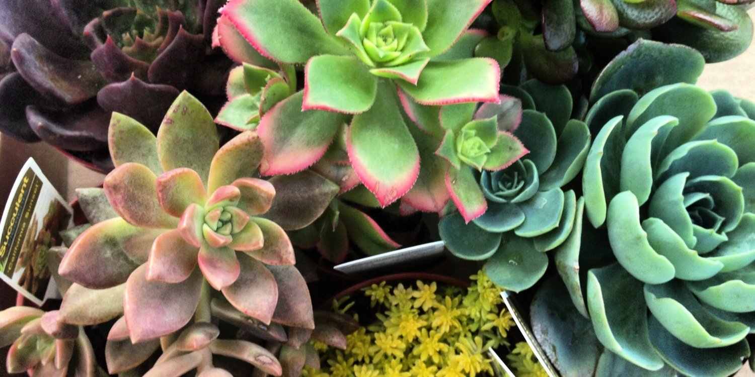 heidibsharp's profile banner image