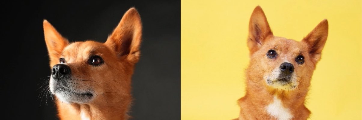 kutsuko99's profile banner image