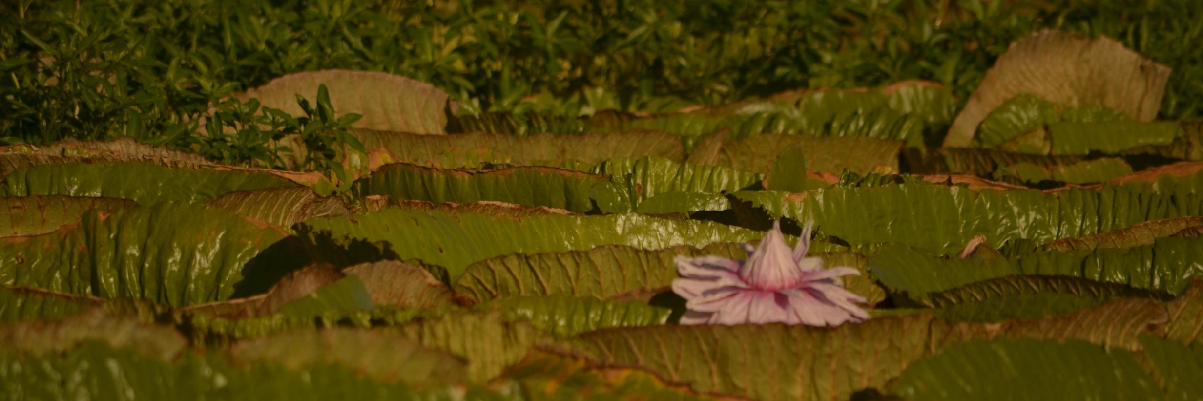 BertramoBrenda's profile banner image