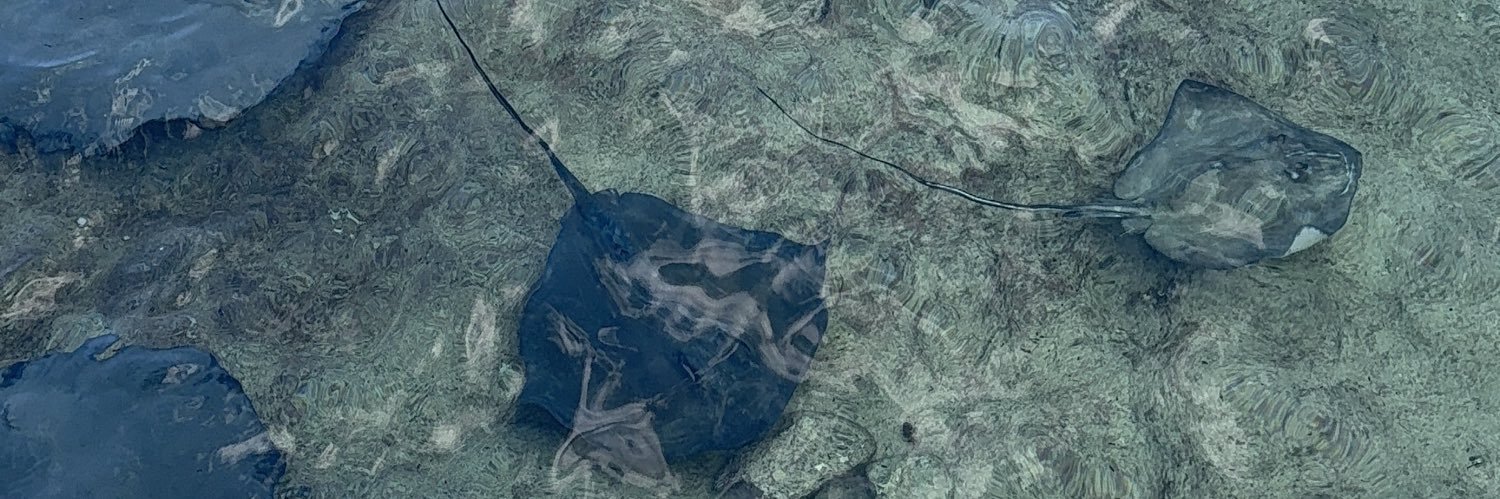 SweetCaliTee's profile banner image
