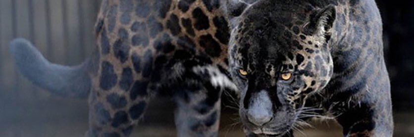 jay_ez's profile banner image