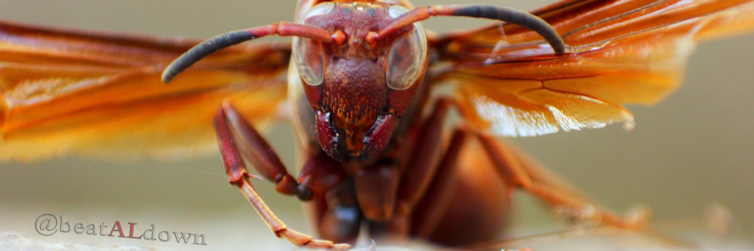 Aliev A AL-Gifarrie banner