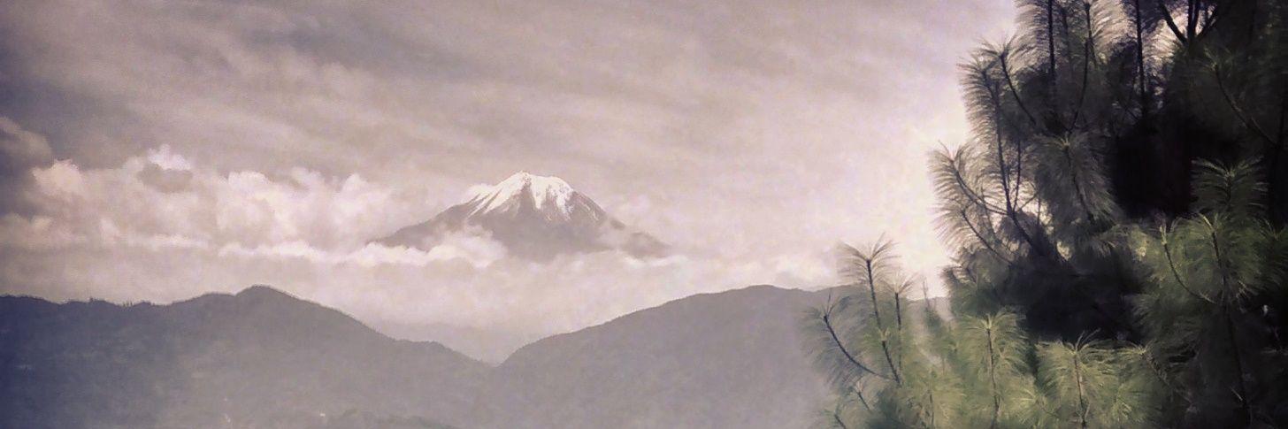 petuniatala's profile banner image