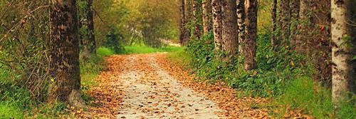 MrsAbbotsford's profile banner image