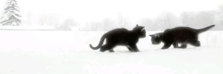 ꮮꭺ ꮶꭺꭲꭲ ⭐️ banner