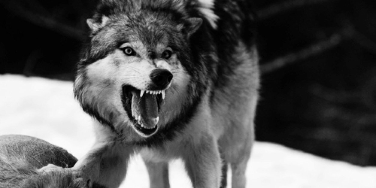 lockjawTX's profile banner image