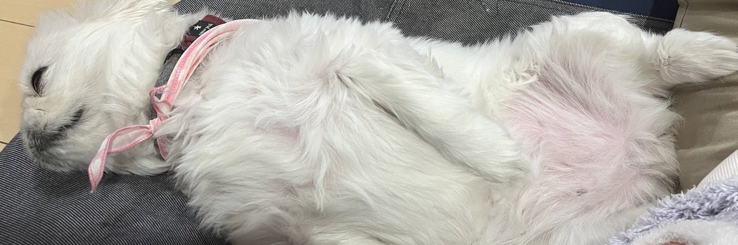nanospeed_cat's profile banner image