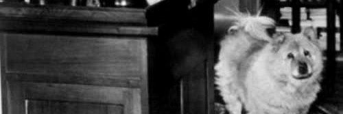 jessicagross's profile banner image